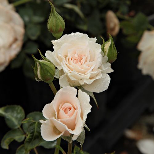 Rosa Sweet Blondie™ - alb - Trandafir copac cu trunchi înalt - cu flori în buchet - coroană tufiș